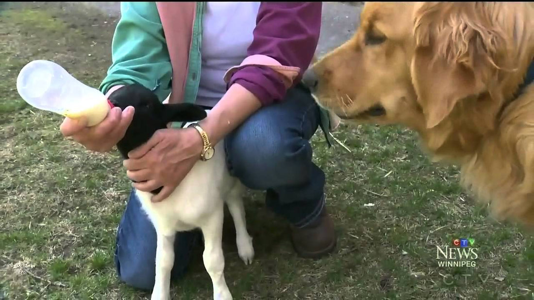 Tammy The Golden Retriever Becomes Mommy To An Adorable...Lamb? #LearnToAdopt