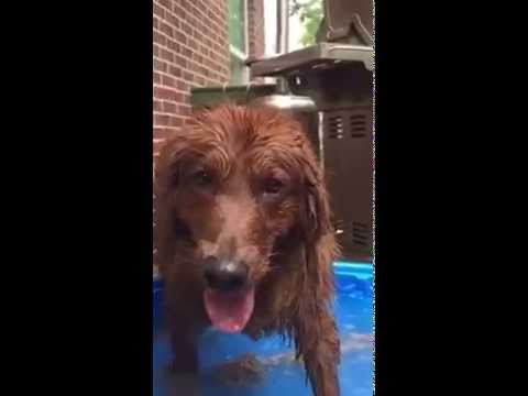 Tank The Golden Retriever Is Having Quality Time In The Swimming Pool! #KeepCool