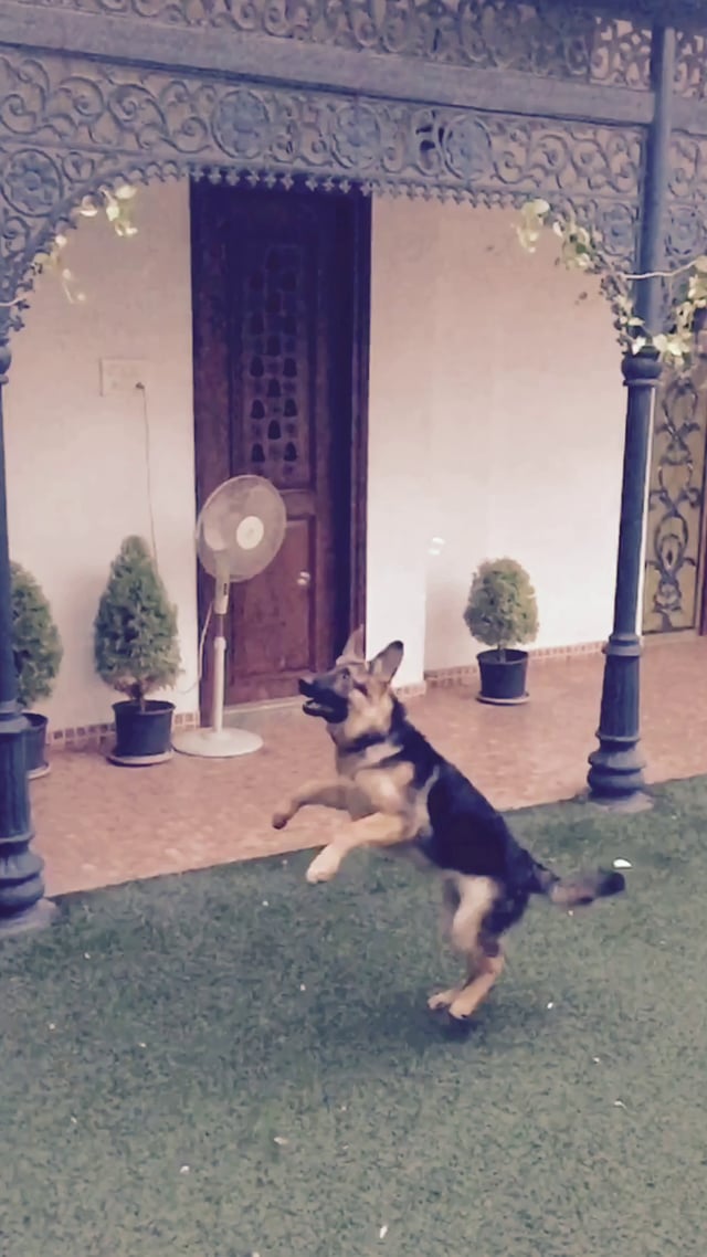 Tara The German Shepherd Goes Crazy When She Sees This!