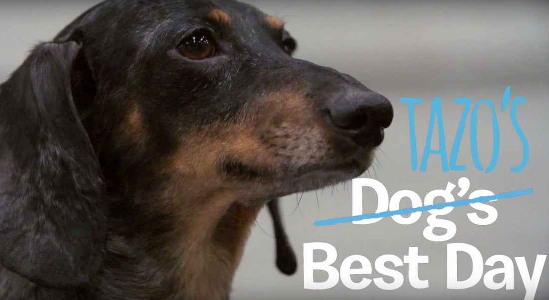 Tazo The Dachshund Was Surrendered, But Today Is His Best Day!
