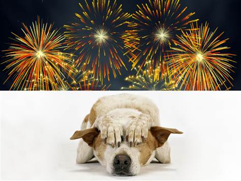 How To Keep Your Dog Safe During Fireworks