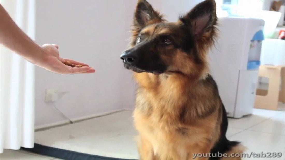Teach Your German Shepherd Pups To Balance A Treat On Their Nose!