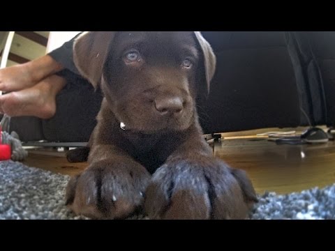 Ted The Labrador Doesn't Like Paparazzi! See How Curious Or Annoyed He Gets!