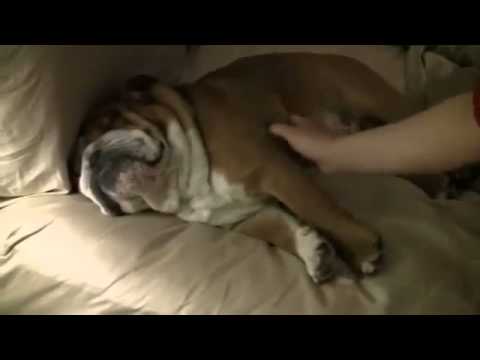 Teddy The English Bulldog Is So Sleepy Nothing Can Wake Him Up...Except The Doorbell?