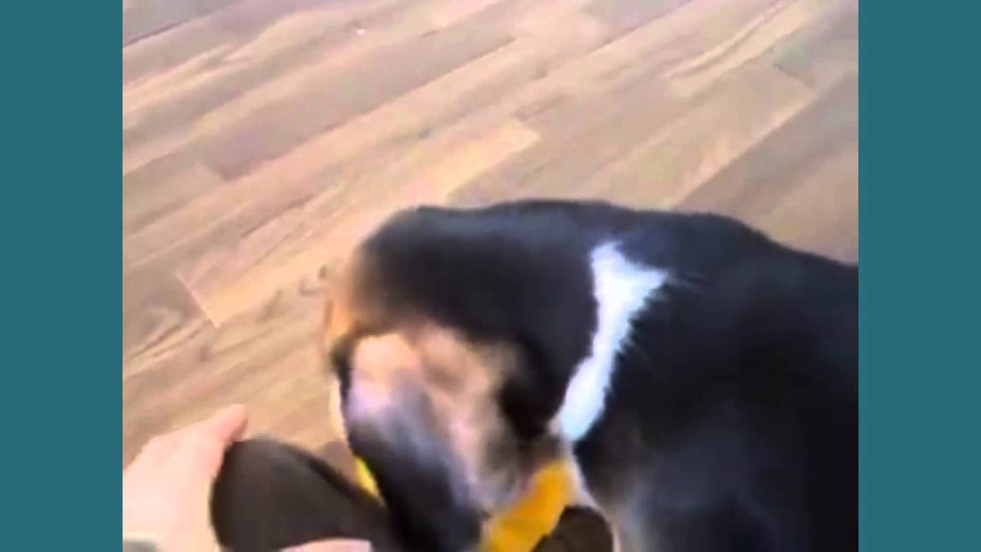 Tennis Balls Are for Amateurs! This Beagle Only Plays With Soccer Balls! #TwiceTheSize!