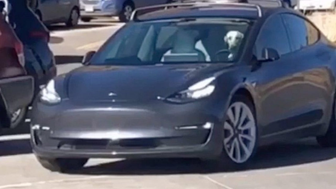 Dog Goes On A Hilarious Autopilot Joy Ride In Dad's Tesla!