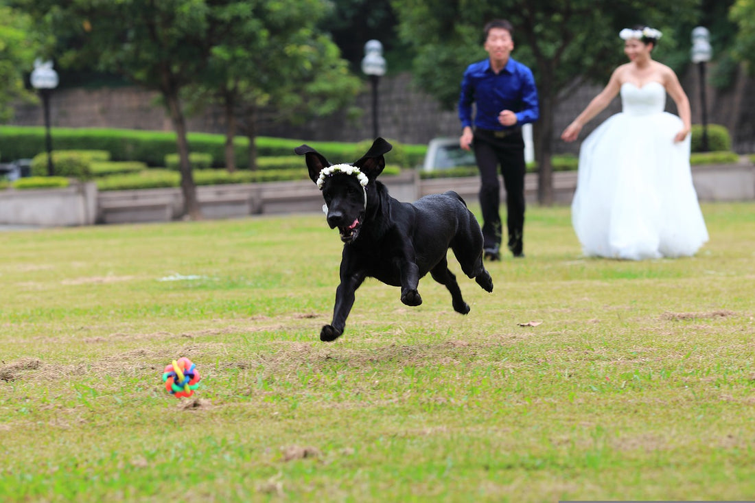 How to Include Your Dog in Your Wedding