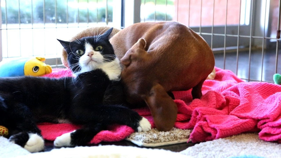 The Bond Between This Dachshund And This Paraplegic Cat Is Just What You Need To See Today!