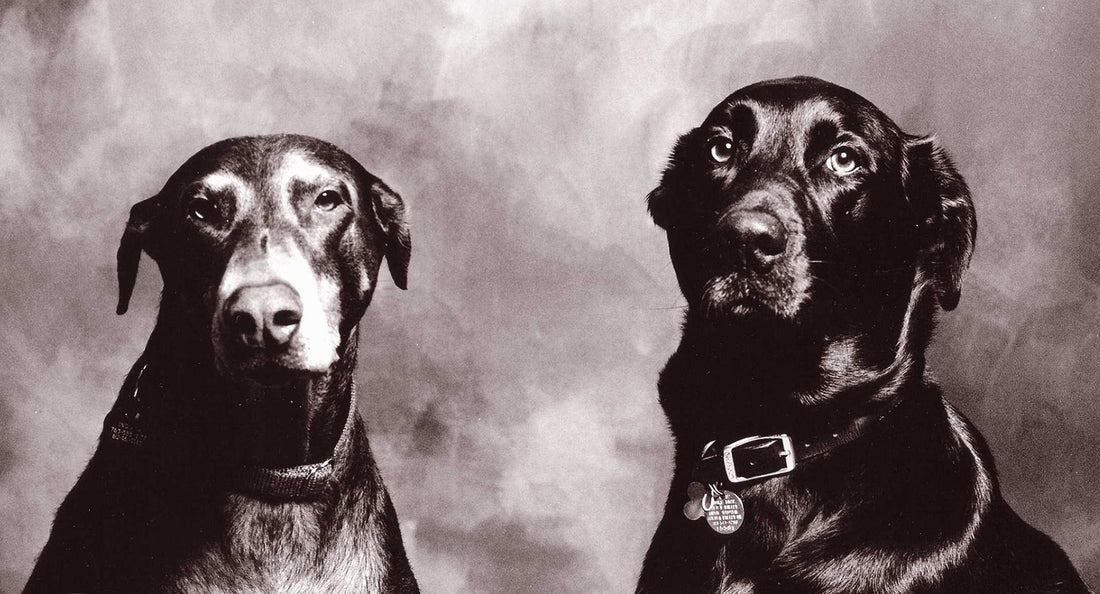 The History Of The Labrador Retriever