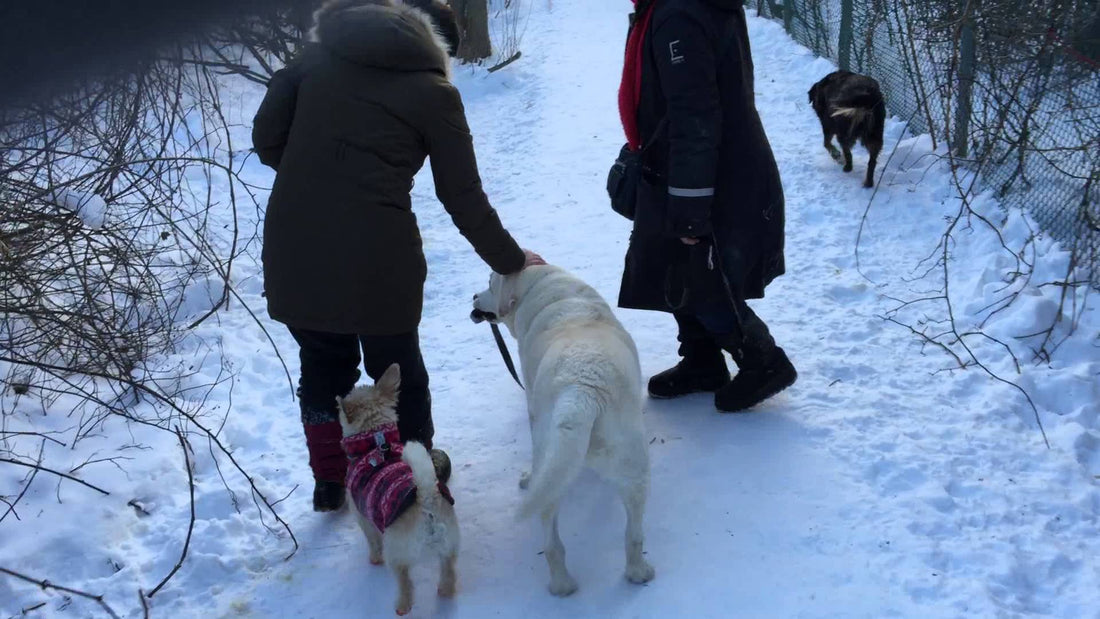 The Labrador Thought It Was His Job To Walk The Dachshund, Then It Became Hilarious!