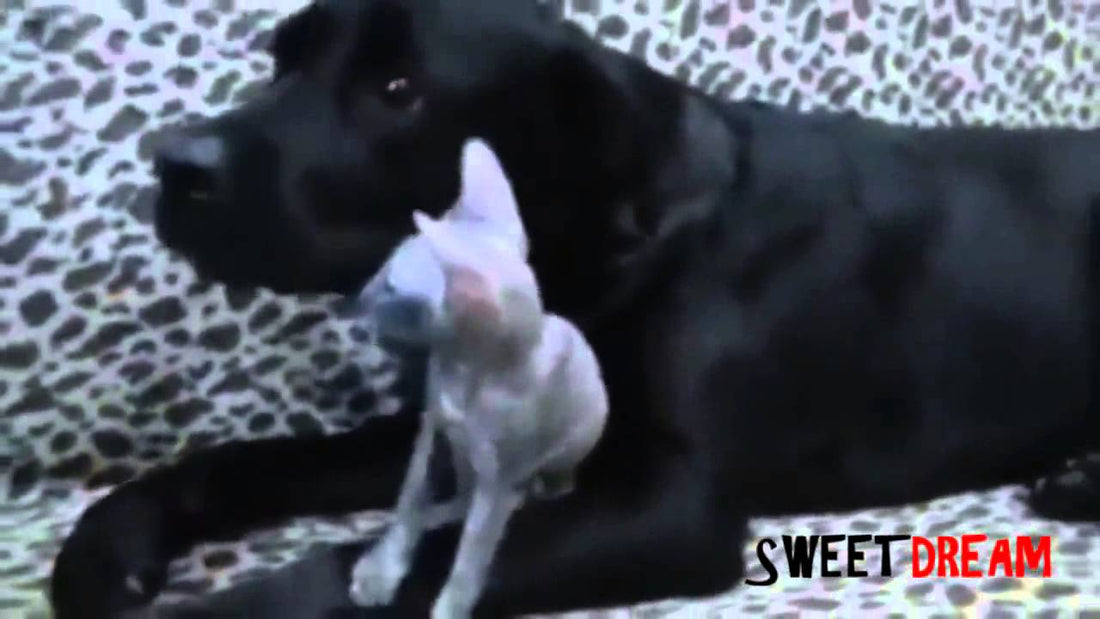 The Love This Labrador Has For The Tiny Kitten Is Just Priceless! #SoAdorable!