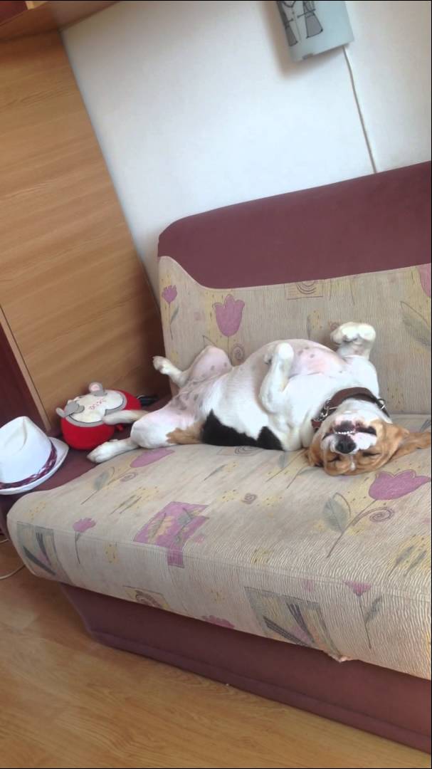 The Way This Adorable Beagle Is Sleeping Has Me Laughing! She's Dreaming Too!