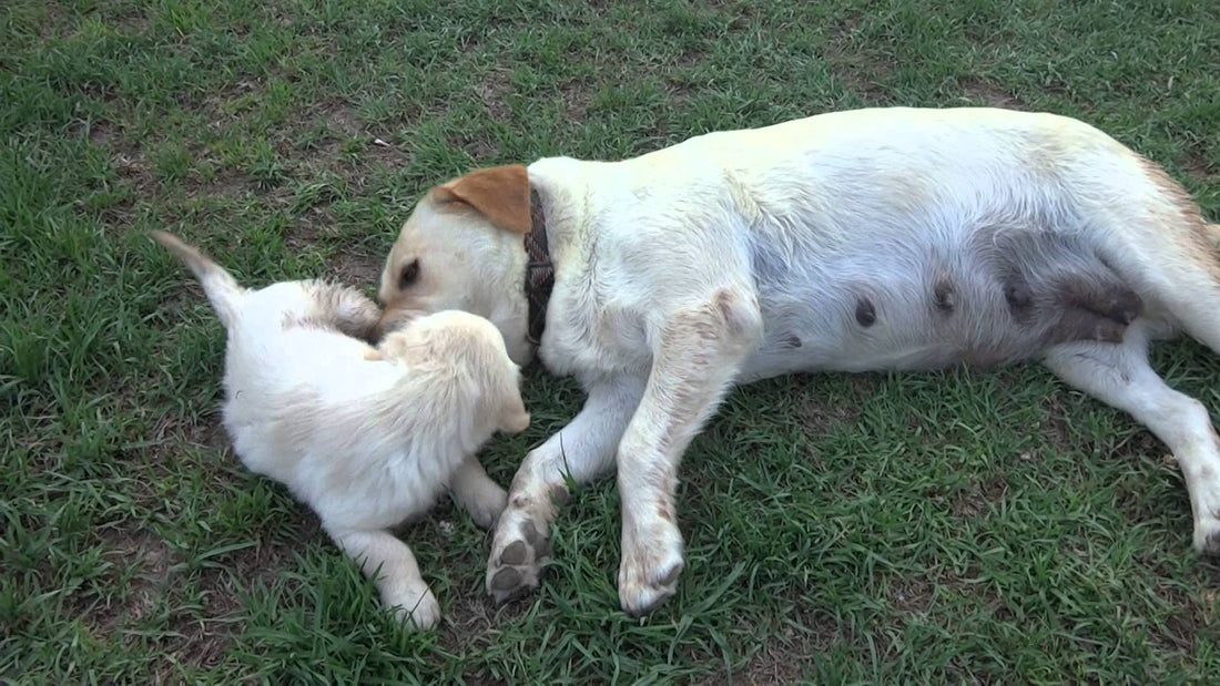 The Way This Mama Labrador Loves Her Puppy Is Just Breathtaking! Just Beautiful!