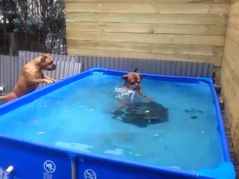 Their Favorite Toy Is At The Bottom Of The Pool. The Two Bulldogs Work Together To Retrieve It!