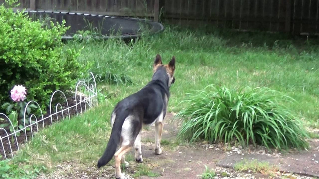 Their German Shepherd Pup Started Acting Quite Strange. When They Found Out Why? LOL