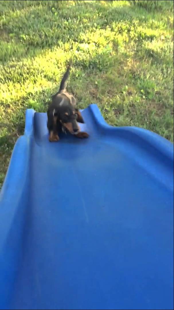 Theodor The Great Dachshund Attempts To Conquer The Slides! #NeverGiveUp!