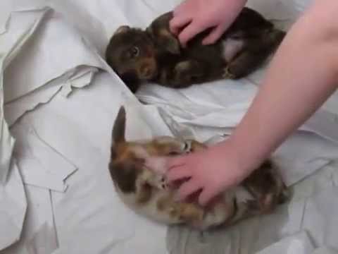 These 4 Week Old Dachshunds Know That There's Nothing Better Than This! Prepare To Go #Awww!!