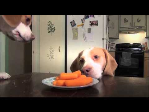 These Beagles Maintained Innocence Then One Day The Hidden Camera Revealed Their Secret! #Hilarious