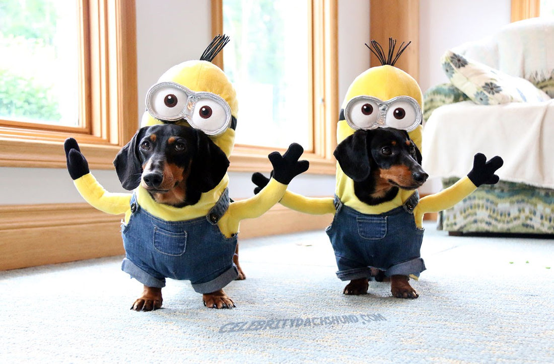 These Dachshunds Dressed As Minions Are Super Cute!