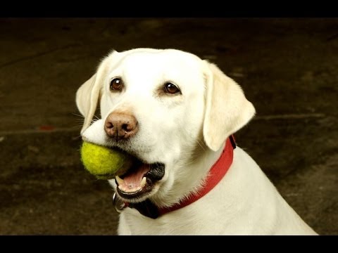 These Dogs Have Mastered Fetch: They Play Fetch All By Themselves!