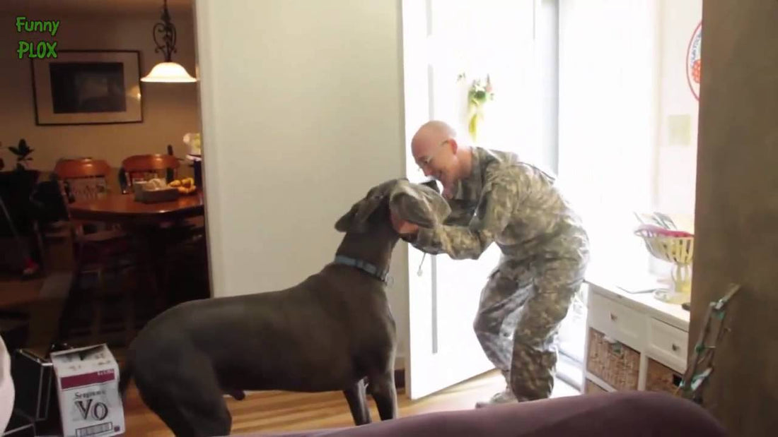 These Dogs Welcoming Soldiers Back Are Guaranteed To Make You Smile :)