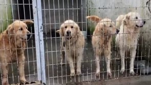 These Golden Retriever Pups Were Caged, Now See Where They Are After Their Rescue!
