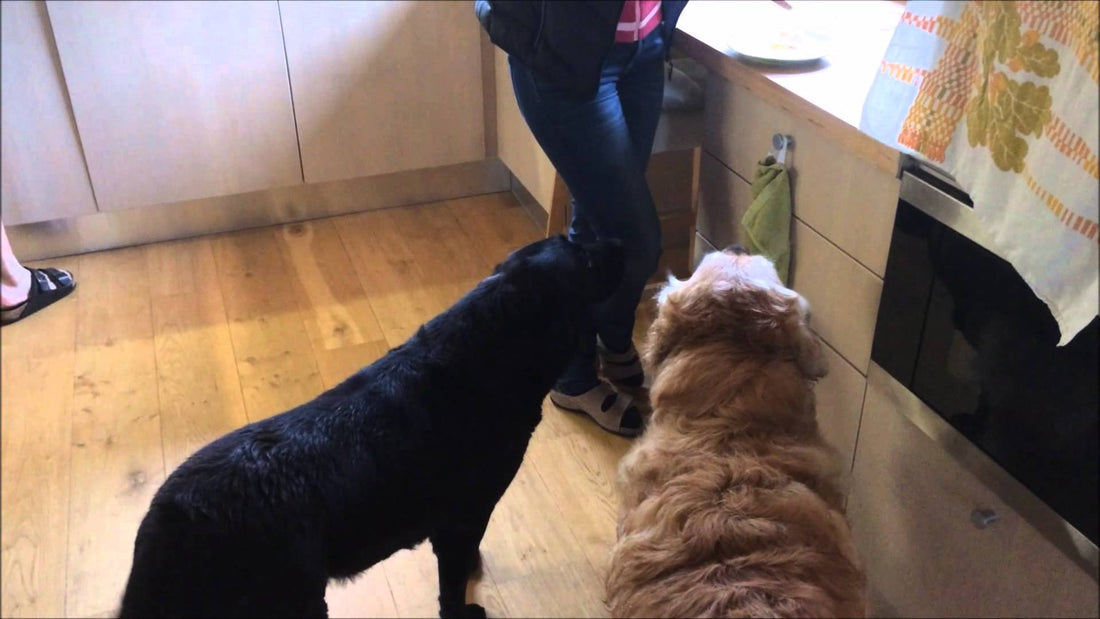 These Retrievers Prove That Human Breakfast Is The Best In The World!