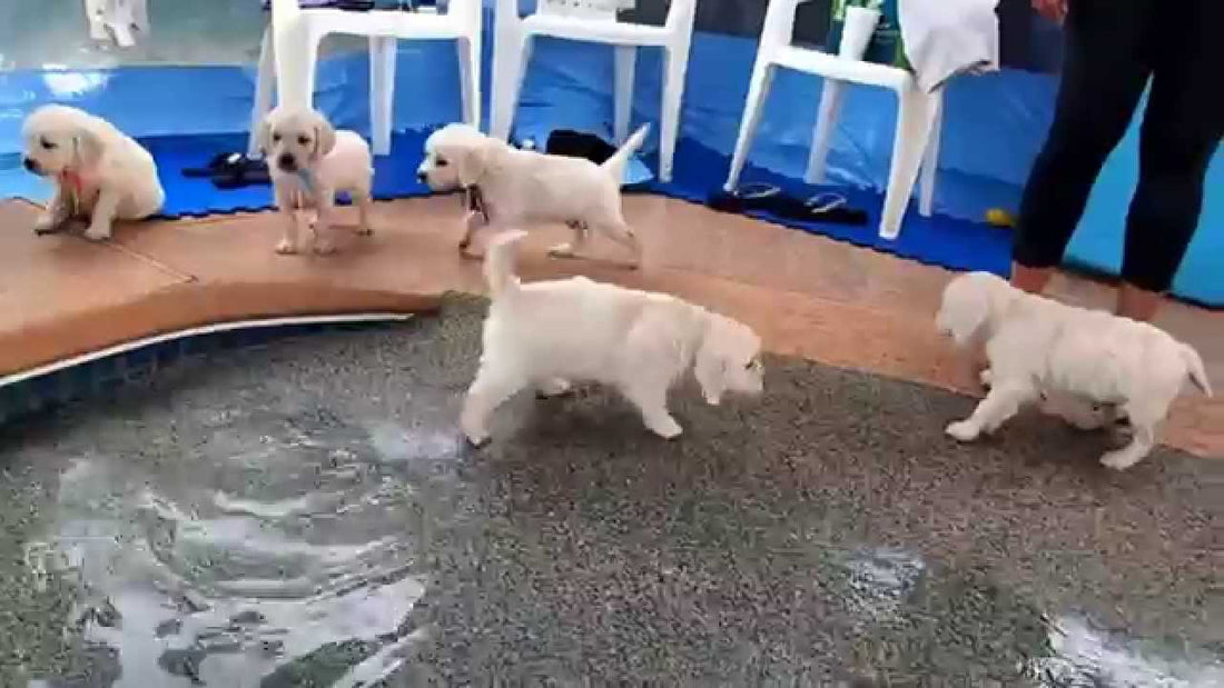 These Labrador Pups Are Having So Much Fun That It's Unbelievable! When You See You'll Understand!