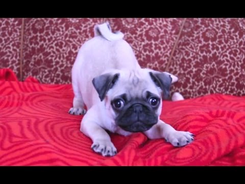 These Tiny Puppies Finding Their Voices Will Make Your Day!