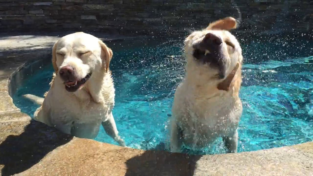 These Two Adorable Labrador Pups Know How To Shake Off Summer Heat!