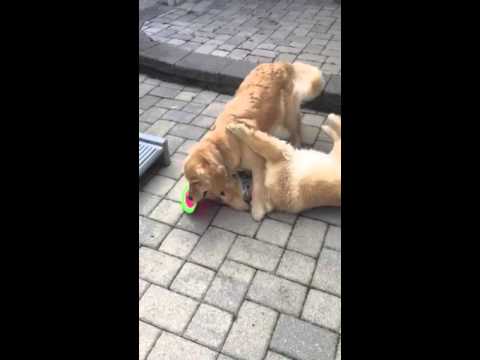 These Two Golden Retrievers Are Best Of Friends, But When A Frisbee Enters Their Lives, Things Change! LOL