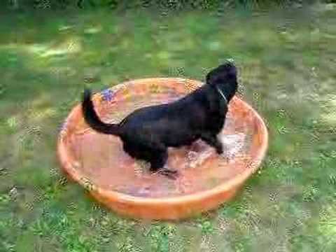 They Bought A Kiddie Pool For Their Labrador. His Reaction? #Priceless!