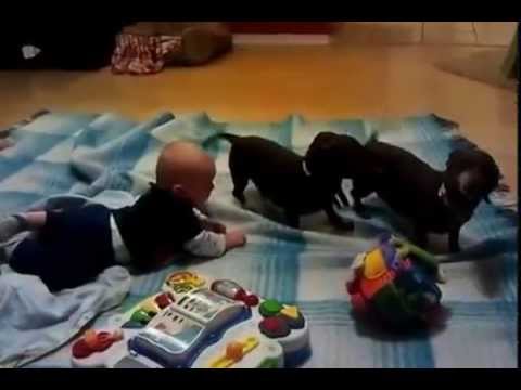 They Left A Baby On The Floor With Two Adorable Dachshunds! Results? #Giggles&Fun