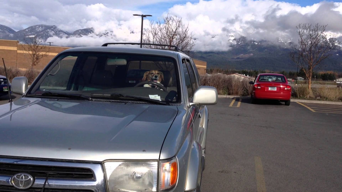 They Left Their Beagle In The Car All Alone. Seconds Later, THIS Happens