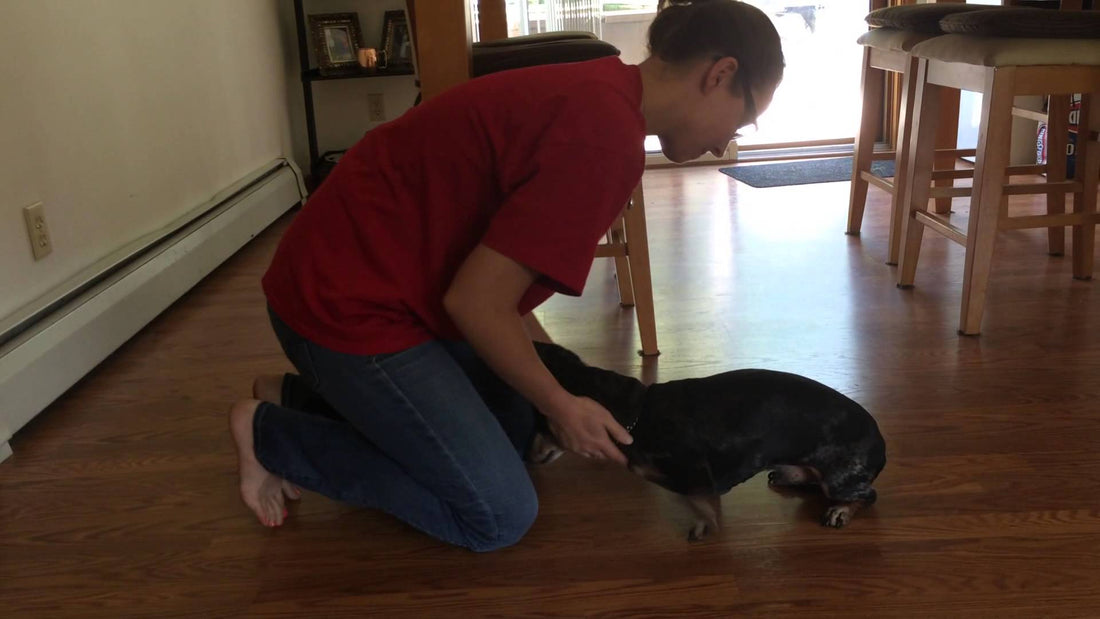 This 11 Year Old Dachshund Has No Idea What's Going On! So Long As Treats Are Up For The Grabs!