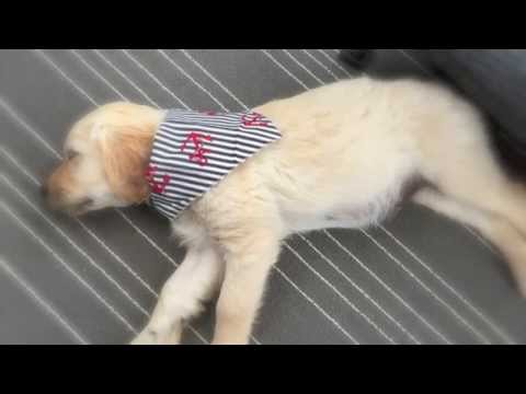 This 8 Week Old Golden Retriever Now Knows What Family Love Is! #Awww!