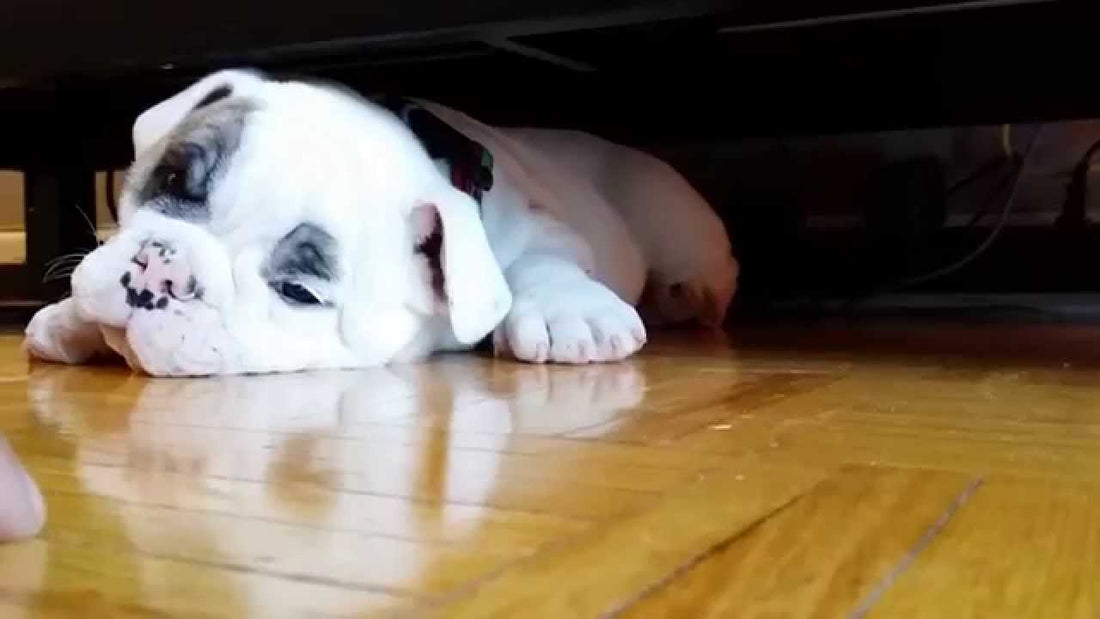 This 9 Week Old Grumpy English Bulldog Will Make You Smile! #CuteAndAdorable!