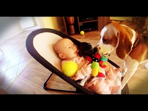 This Adorable Beagle Steals The Baby's Toy. How He Makes Up For It Will Make You Laugh!