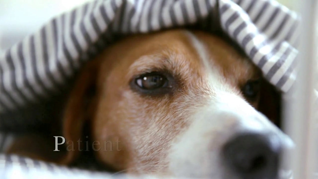 This Adorable Beagle Will Tell You What The Letter 'P' Really Stands For!