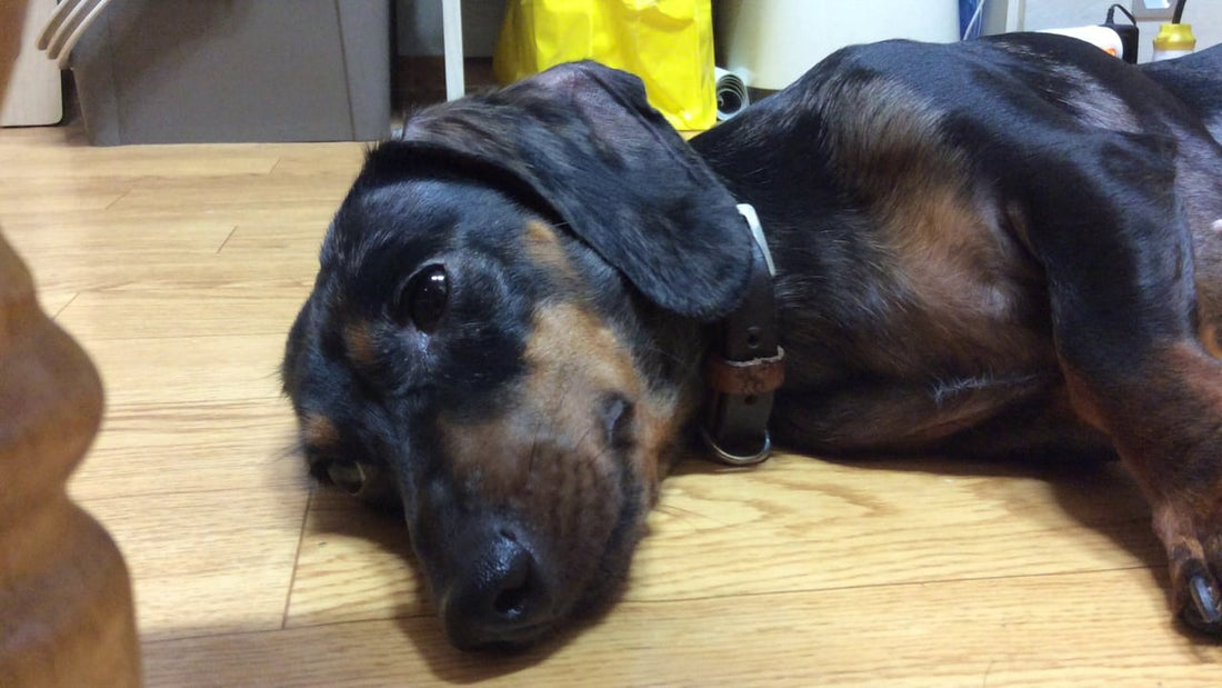 This Adorable Dachshund Trying to Fall Asleep Is Just Too Cute! #CuddlePup!