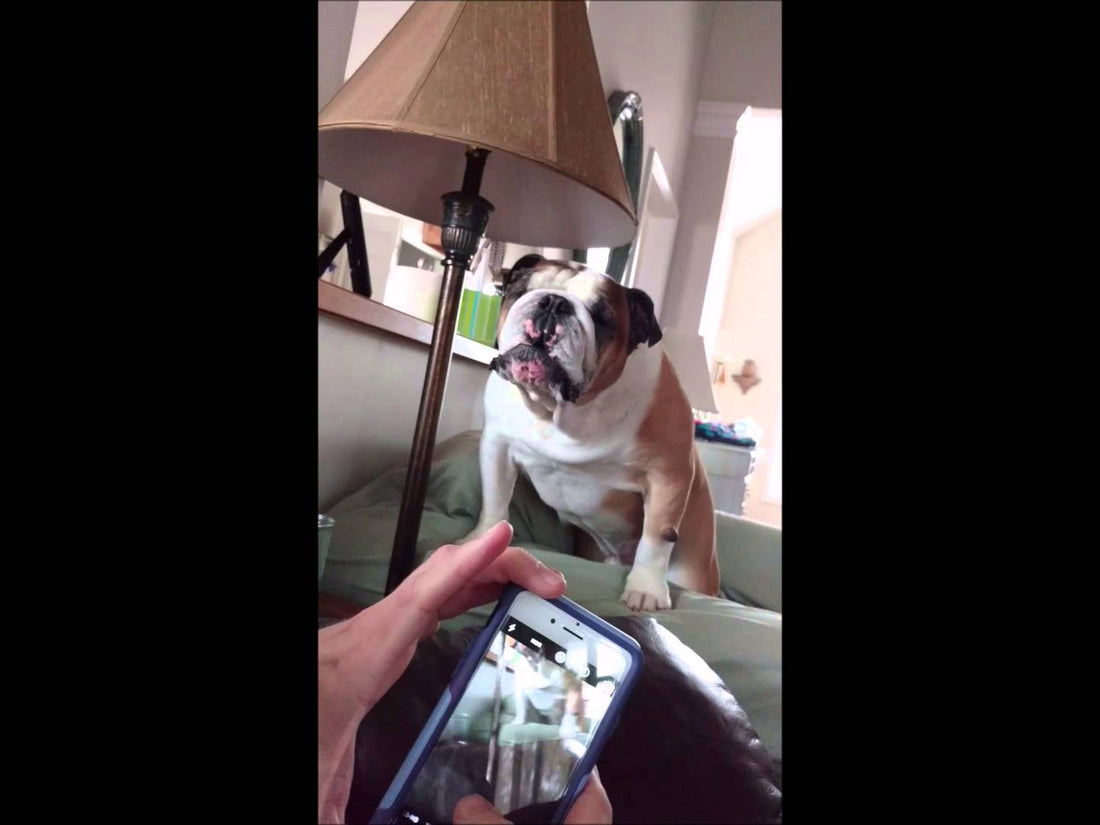 This Adorable English Bulldog Gets Jealous When This Happens!