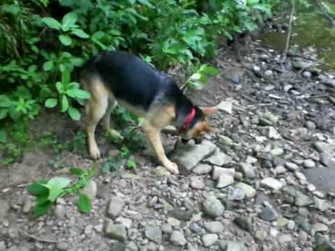 This Adorable German Shepherd Won't Take No For An Answer!