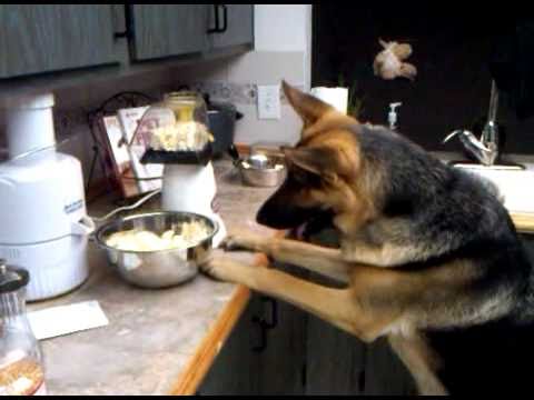 This Adorable German Shepherd Loves Popcorn, But There's One Hilarious Problem!