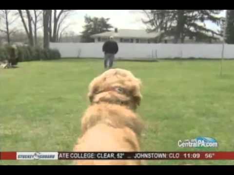 This Adorable Golden Retriever Stopped Traffic At Target! What He Did Will Make You Stop Too!