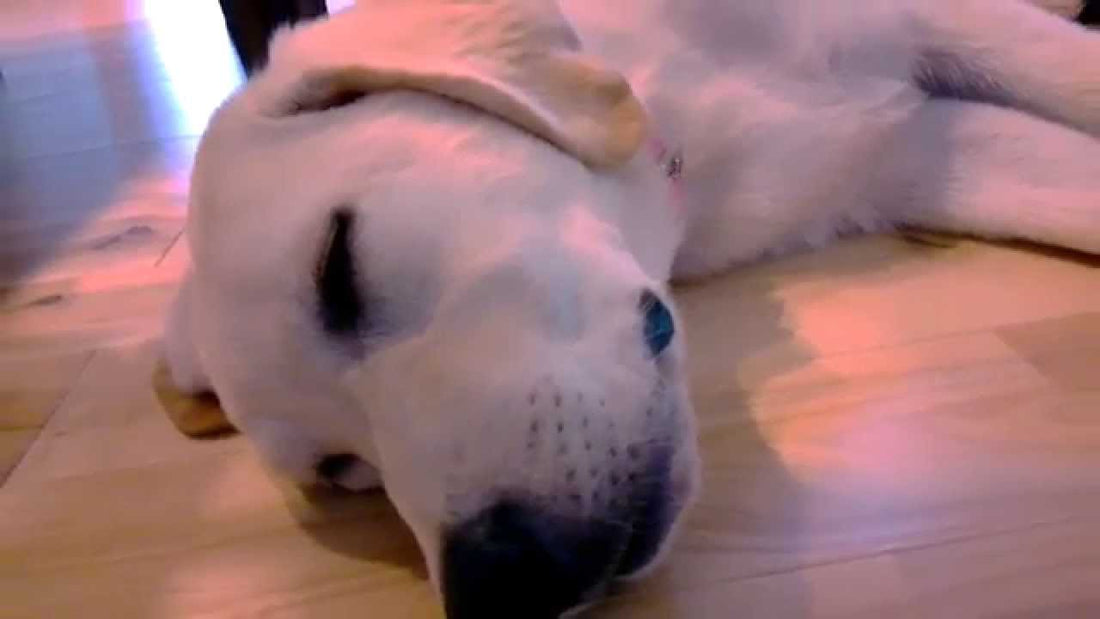 This Adorable Labrador Is Every One Of Us On Monday Mornings!