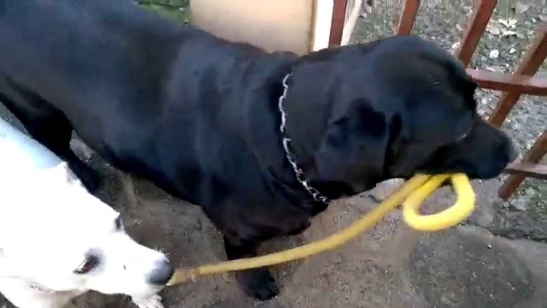 This Adorable Labrador Is Learning To Walk Her Friend Alone! #WeCanDoThis!