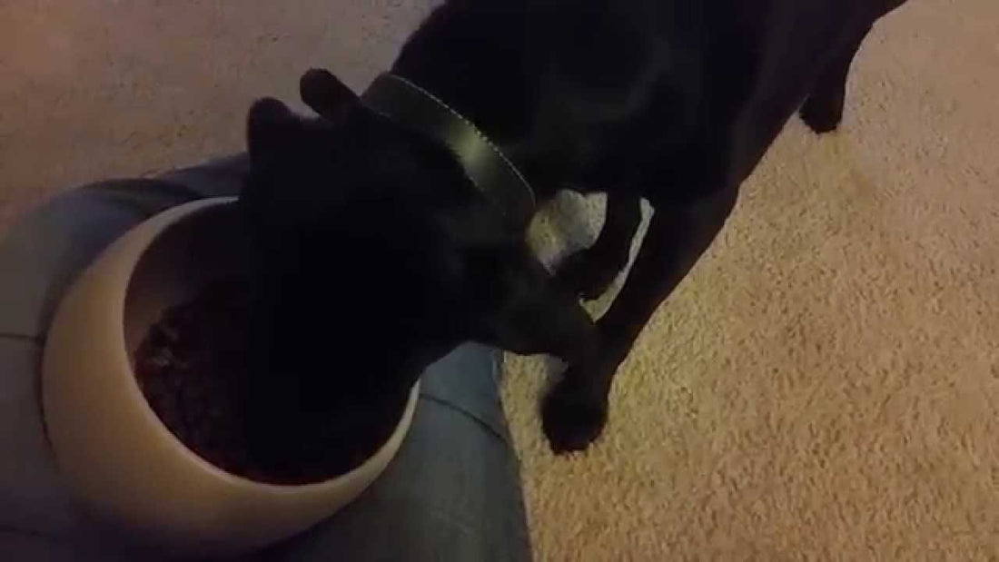 This Adorable Labrador Won't Eat Food Until This Happens! #Unbelievable!