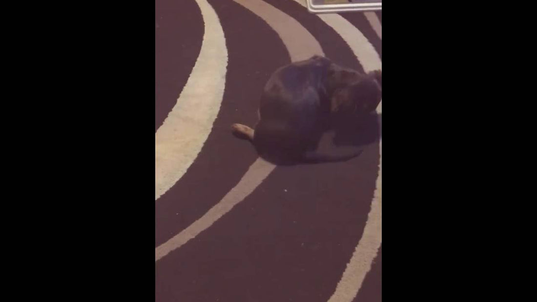 This Adorable Pup Can't Figure Out What She's Chasing Is Her Own Tail!