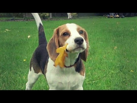 This Adorable Pup Has Decided To Chase Falling Leaves For A Change!