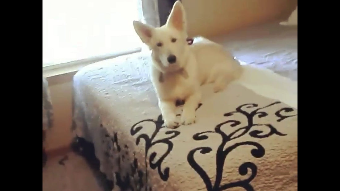 This Adorable Pup Is Definitely Going To Blow Your Mind With His Talents!